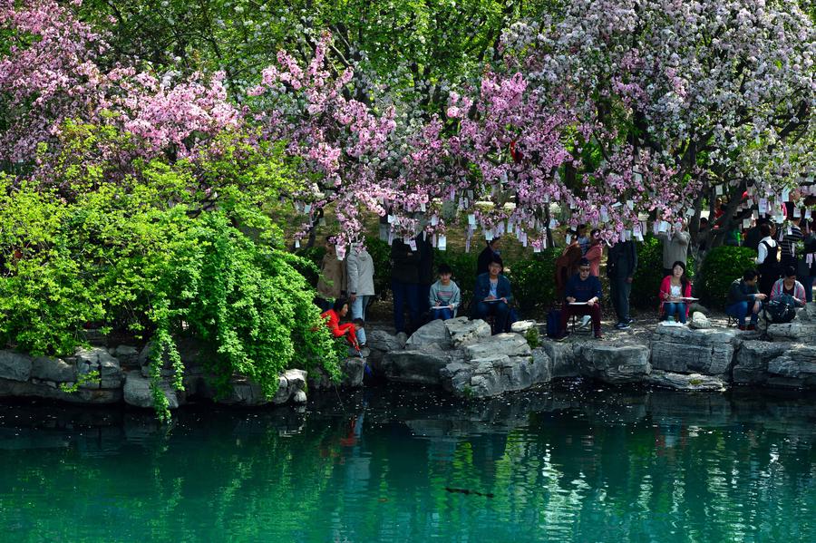 Crabapple flowers enter blossom season at parks in Jinan