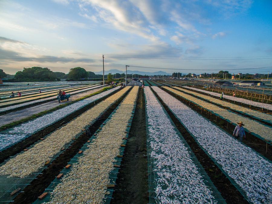 Villagers busy in drying fish in E China