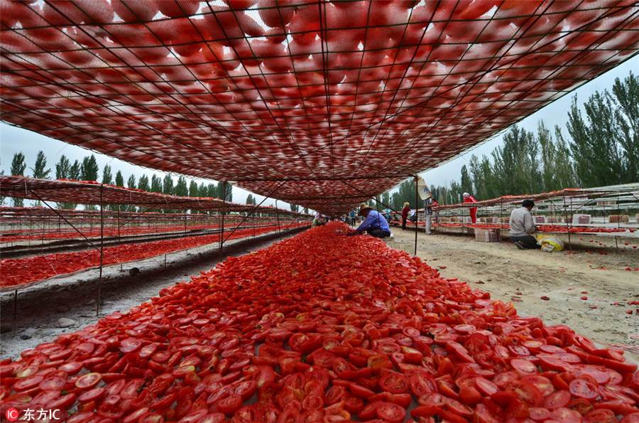 Stunning colors celebrate China's autumn harvest