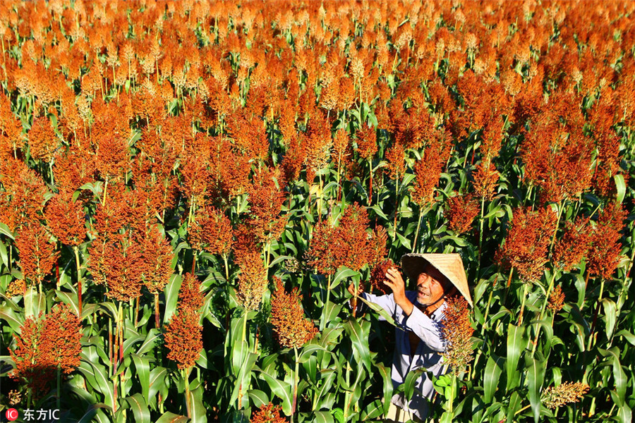 Stunning colors celebrate China's autumn harvest