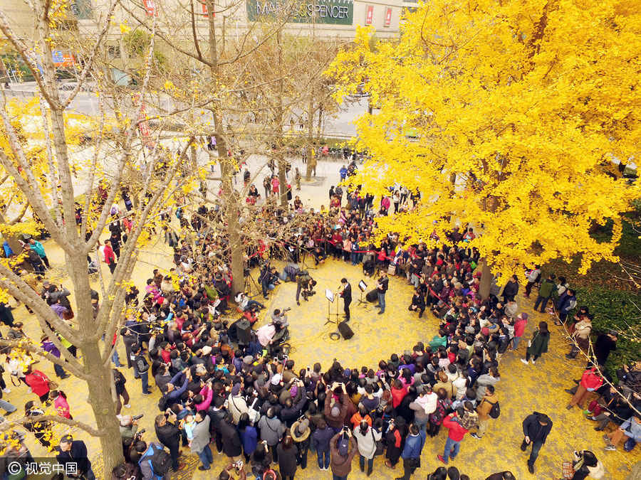 Golden foliage steals the show at Shanghai music carnival