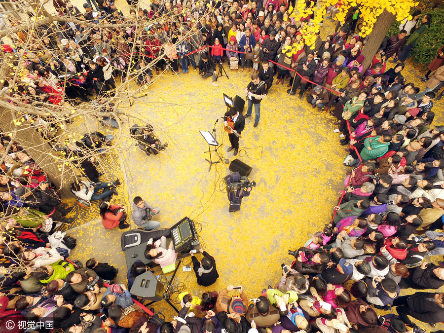 Golden foliage steals the show at Shanghai music carnival