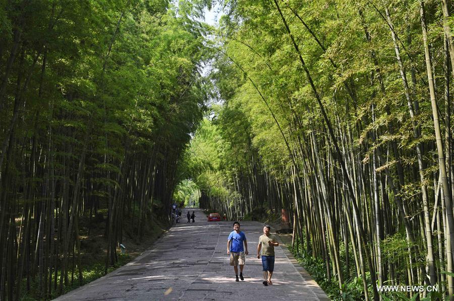 Scenery at Bamboo Sea scenic spot in SW China