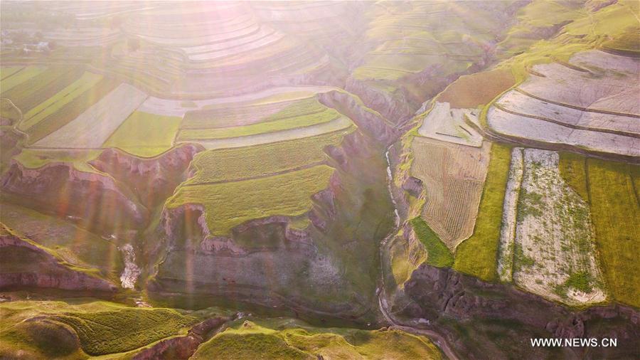 Scenery of terraces in NW China's Ningxia