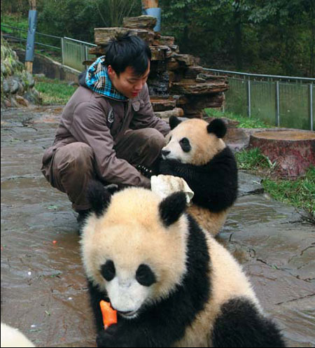 Cooperative research helps pandas and Chinese science