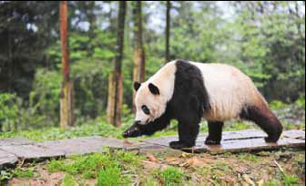 Tai Shan gets a leg up on mating