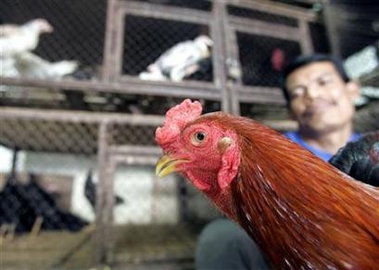 Indonesia warns of more bird flu deaths