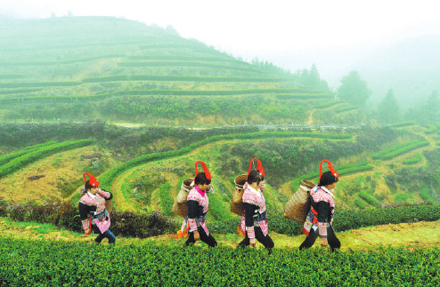 Anxi's organic Tieguanyin tea exported to global markets