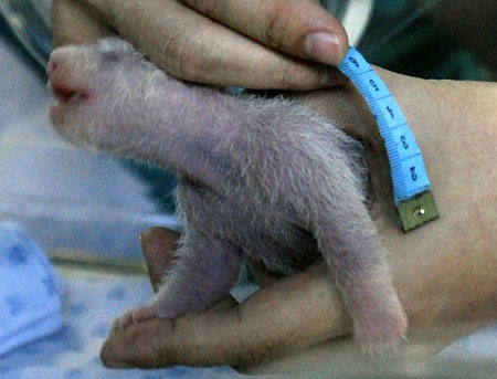 Panda cub born to Bangkok zoo