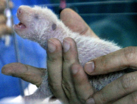 Panda cub born to Bangkok zoo