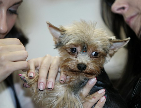 Pets Fashion Week in Moscow