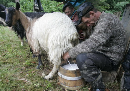 Shepherds in Kiev make fresh cheese in cheers