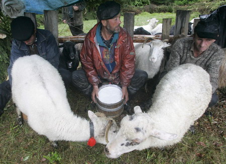 Shepherds in Kiev make fresh cheese in cheers