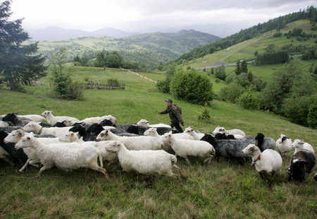 Shepherds in Kiev make fresh cheese in cheers