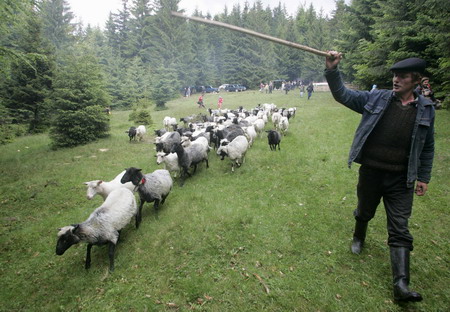 Shepherds in Kiev make fresh cheese in cheers