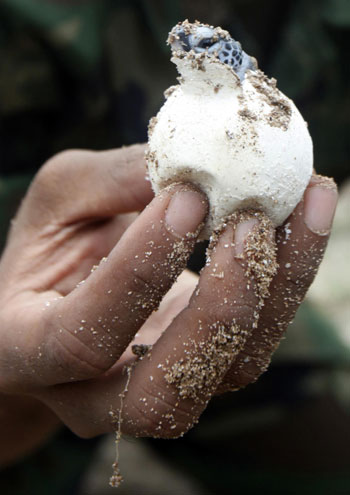 Turtle baby born at a turtle nursery in Khram island