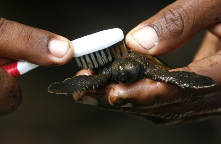 Turtle baby born at a turtle nursery in Khram island