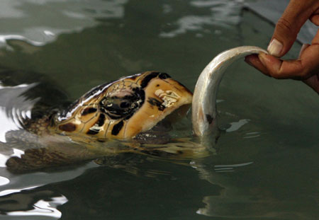 Turtle baby born at a turtle nursery in Khram island