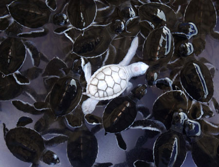 Turtle baby born at a turtle nursery in Khram island