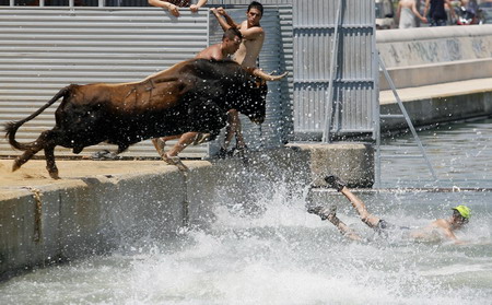 Bulls chase into the sea in Spain