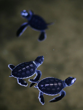 Green turtle hatchery in Sri Lanka