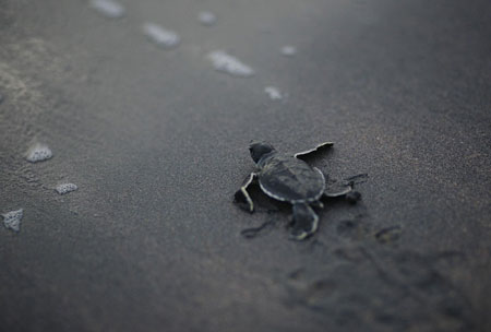 Green turtle hatchery in Sri Lanka