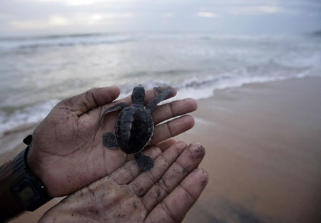 Green turtle hatchery in Sri Lanka