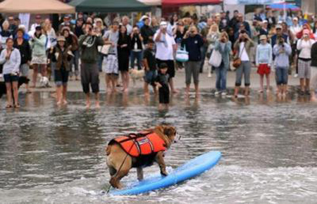 Brave surf dogs hit waves in California