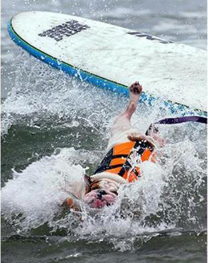 Brave surf dogs hit waves in California