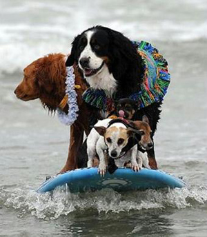 Brave surf dogs hit waves in California