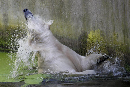 Knut the polar bear gets partner