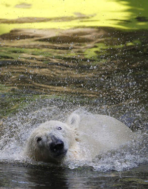 Knut the polar bear gets partner