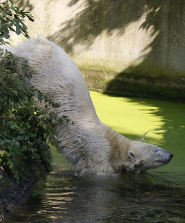 Knut the polar bear gets partner