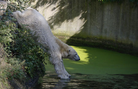 Knut the polar bear gets partner