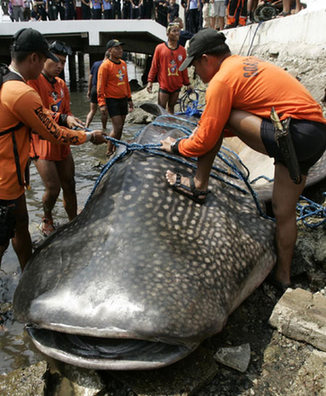 Dead whale shark found in Manila