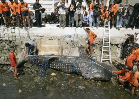 Dead whale shark found in Manila