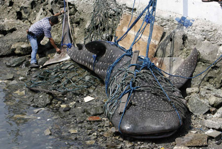 Dead whale shark found in Manila