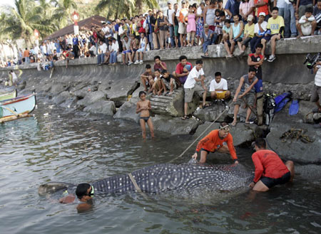 Dead whale shark found in Manila