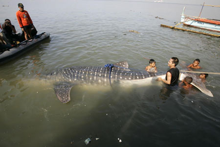 Dead whale shark found in Manila