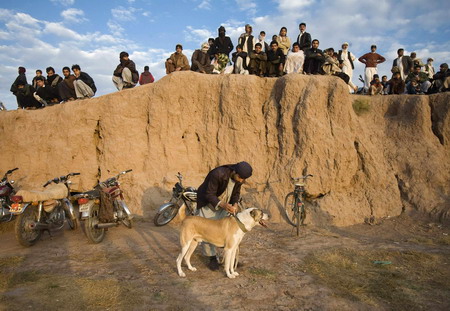 Dog-fight competition is held in Afghanistan