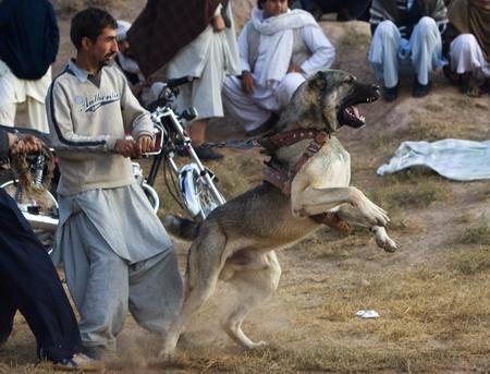 Dog-fight competition is held in Afghanistan