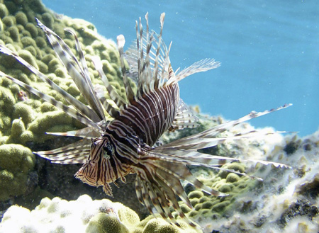 Indo-Pacific red lionfish