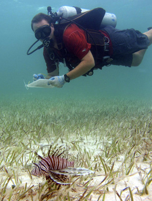 Indo-Pacific red lionfish