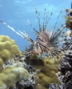 Indo-Pacific red lionfish