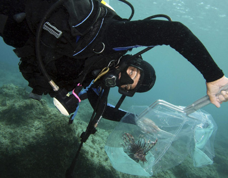 Indo-Pacific red lionfish