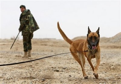 Trained dogs sniff out hidden bombs in Afghanistan