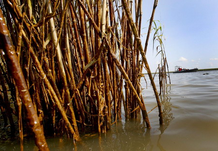 Heavy oil hits Louisiana's fragile marshland