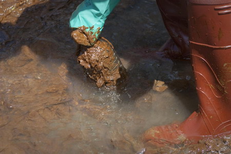 Heavy oil hits Louisiana's fragile marshland