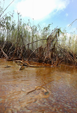 Heavy oil hits Louisiana's fragile marshland