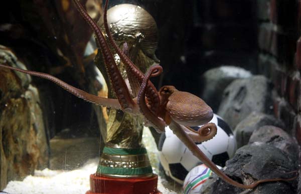 Madrid zoo bids to buy Octopus Oracle from Germany